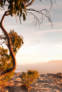 FIFO | residential mine site | high visibility | reflective work pants