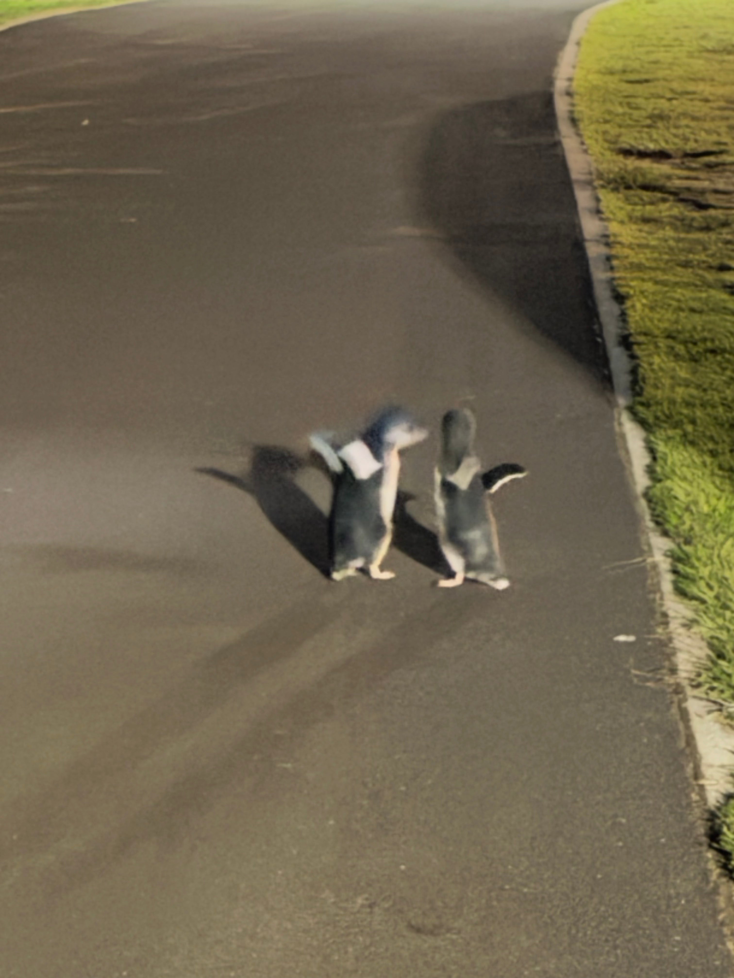 5 Wildlife Experiences Worth Going Out of Your Way For