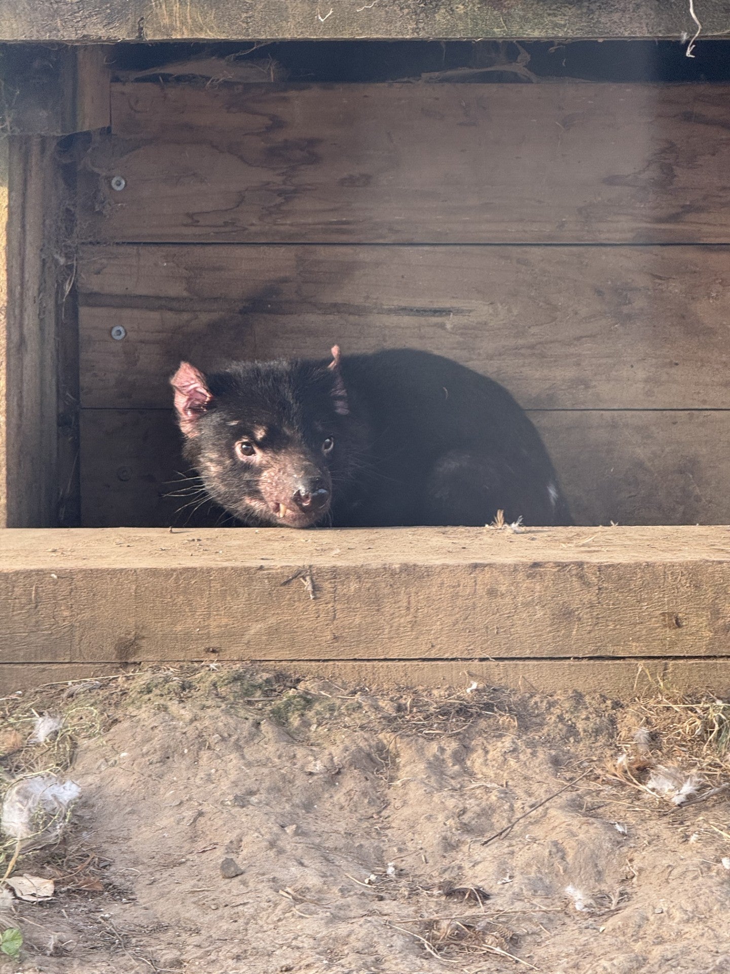 Field Notes: Tasmania