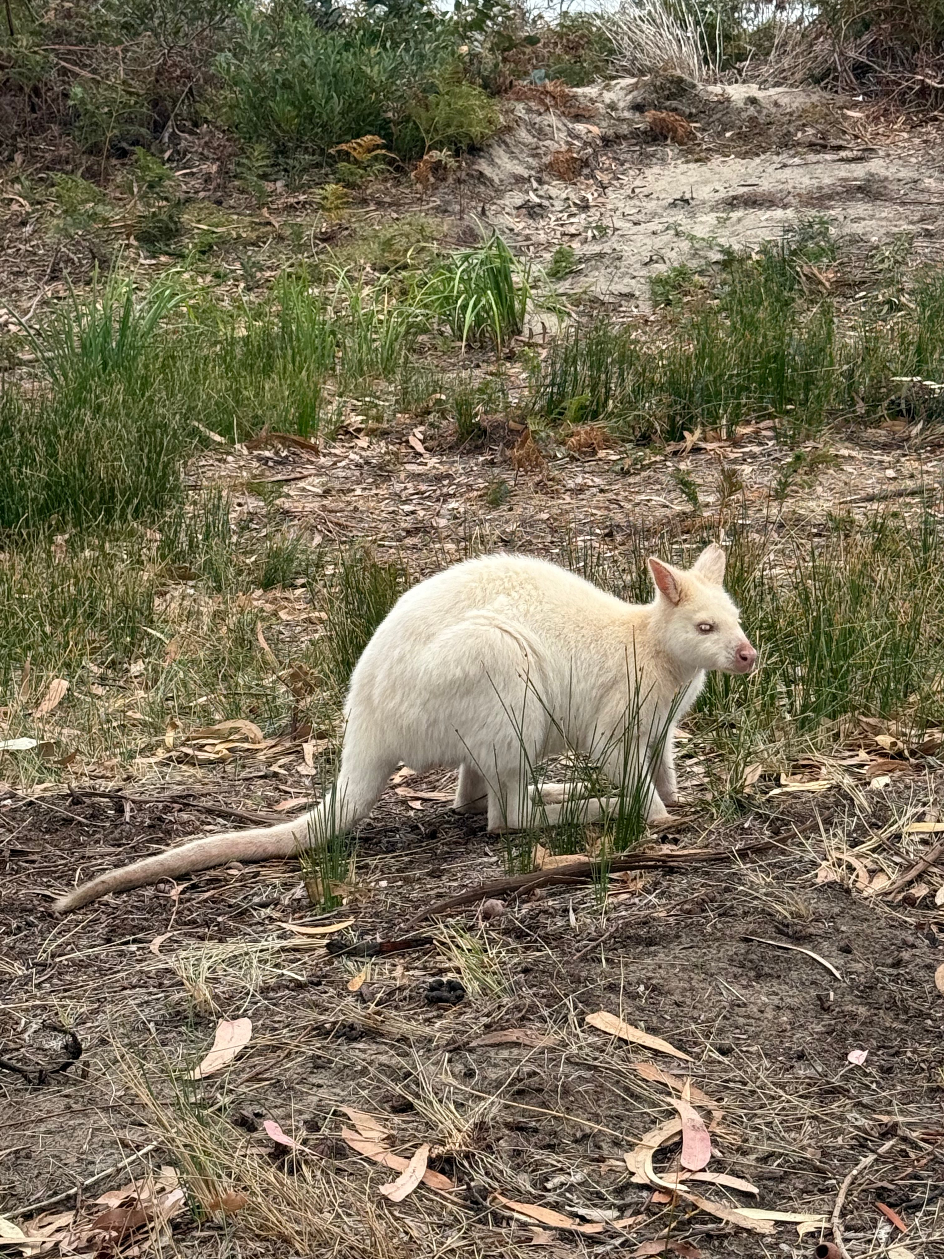 Field Notes: Tasmania