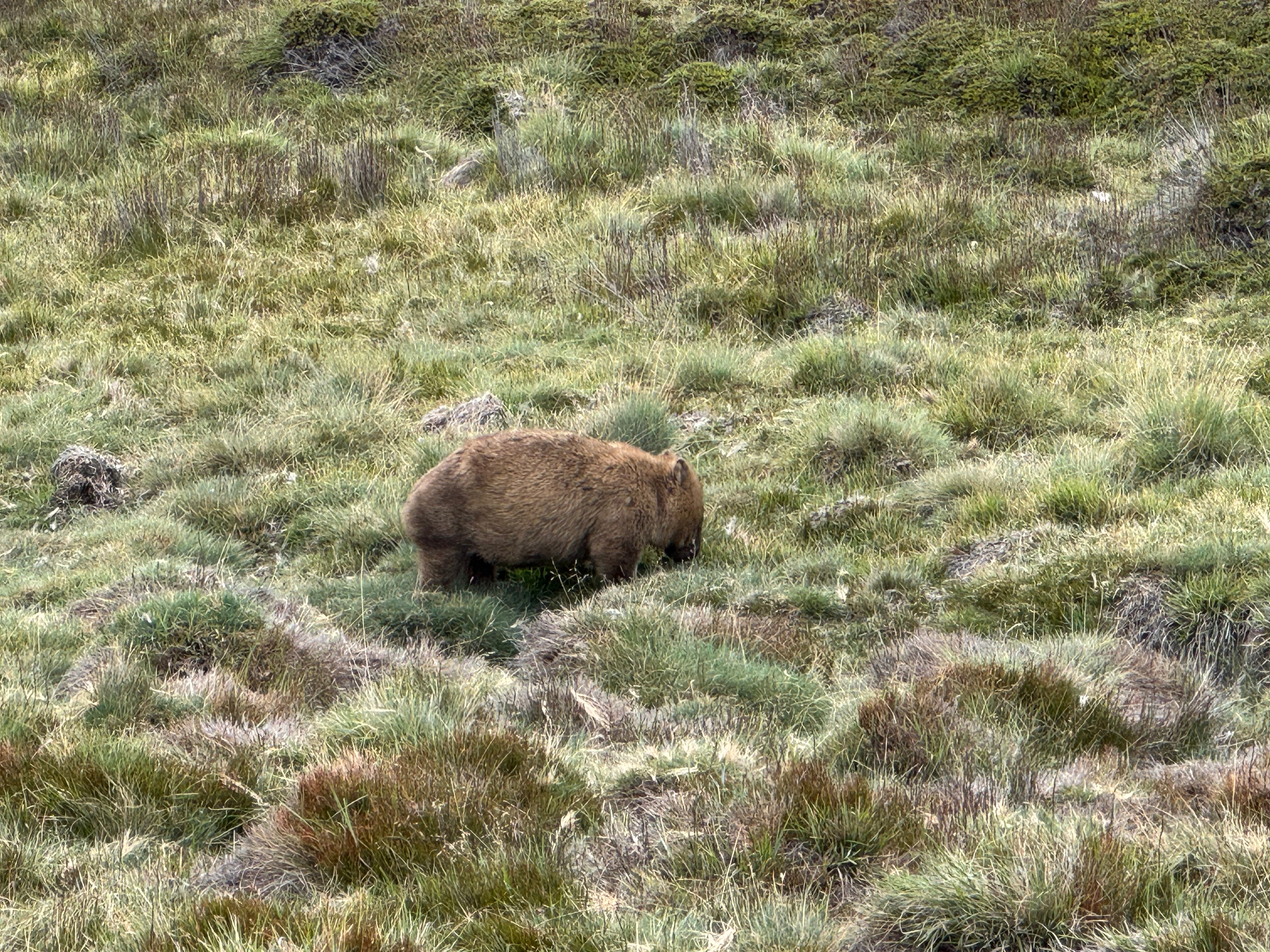 Field Notes: Tasmania
